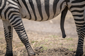 penis of zebra