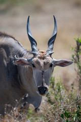 male kudu portraits