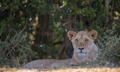 female lion sitting on ground