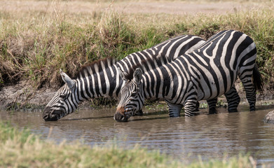 zebra drinking water