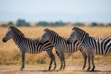 zebra standing in row
