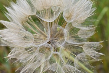 Closeup of a giant dandelion puff ball