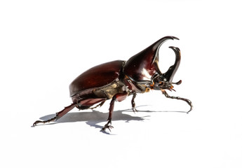 Stag or Rhinoceros beetle