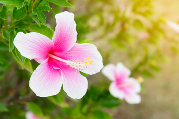 Fototapeta na wymiar beautiful two Pink Habiscus in the garden,copy space