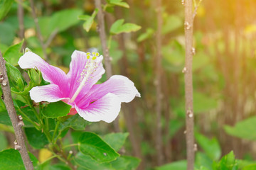 Pink Habiscus in garden background,flower,background,copy space