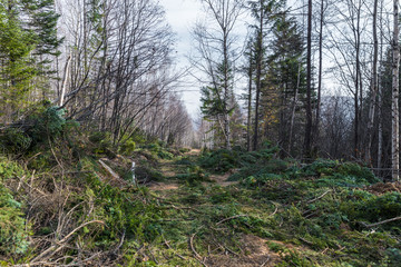 Cutting down young forest for the winter holidays. Harvesting Christmas trees.