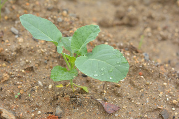 野菜畑　ブロッコリー

