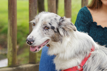 Six month old border collie she dog, playing with her human friend.