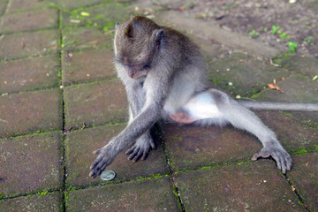 Money in the hands of a monkey