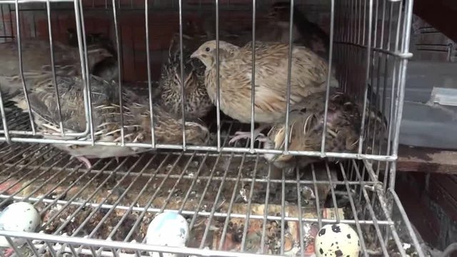 codornices ponedoras