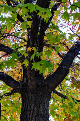 Fall colored maple leaves and branches 