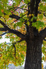 Fall colored maple leaves and branches
