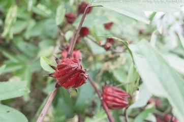 red roselle flowers
