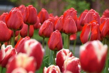 Beautiful red tulips