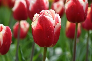 Fototapeta premium red and pink tulips in the garden