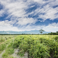 Fototapeta premium ginger farm at outdoor