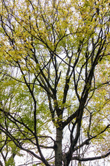 Tall tree with yellow fall foliage with blue sky background