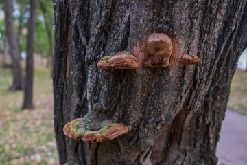 Turkeytail Lichen on Trees in the Forest	