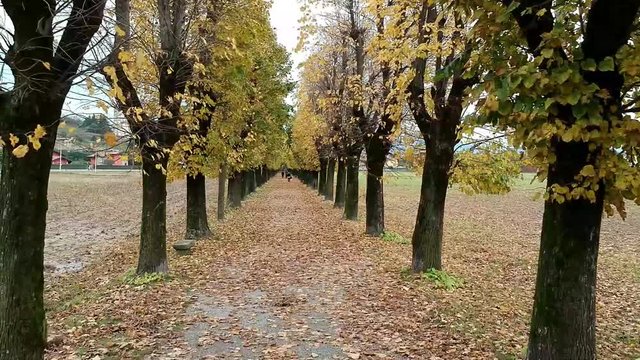 viale alberato