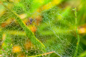 morning dew on the spider web