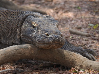 Komodowaran