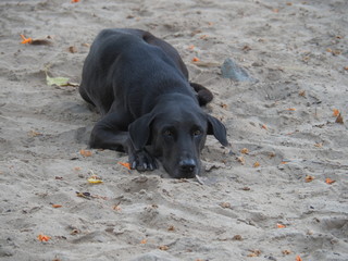 Labrador im Sand