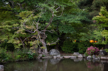 Garden pond