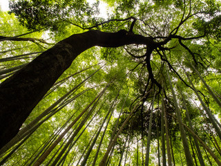 Arashiyama Bamboo Grove