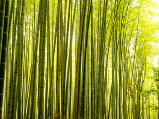 Arashiyama Bamboo Grove