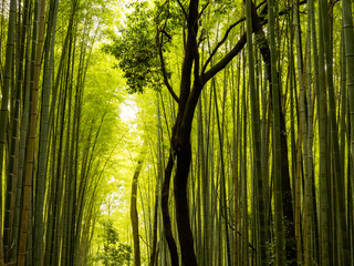 Obraz premium Arashiyama Bamboo Grove