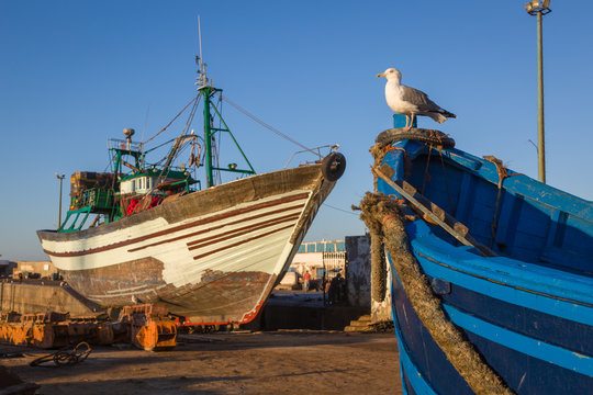 Gull in the old fishing port of Essaouira