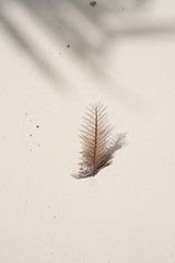 dead leaf on beach