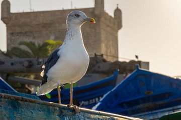 Obraz premium Gull in the old fishing port of Essaouira