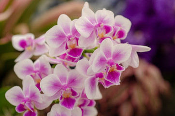 Fototapeta na wymiar Purple orchid flowers pattern background blur