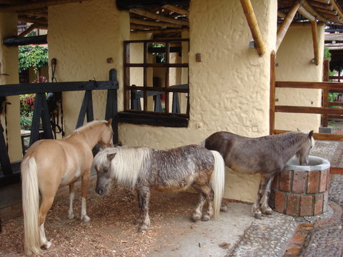 caballos peque&ntilde;os ponis