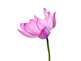 Pink lotus flower isolated on white background. File contains with clipping path.