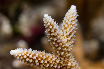 Endangered Staghorn Coral in Florida Keys