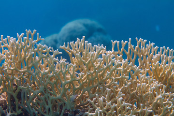 Naklejka na ściany i meble Net Fire Coral in Red Sea