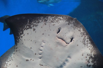 Fototapeta premium エイの腹(裏)側