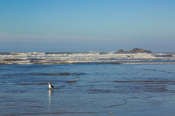 Early morning on the beach near Essaouira