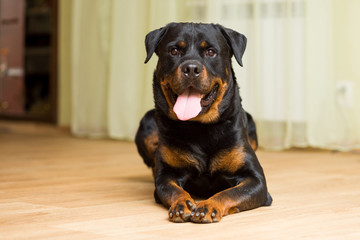 Rottweiler breed dog lying on the floor with his tongue out - obrazy, fototapety, plakaty