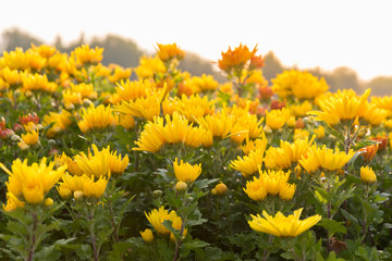 Bright beautiful of yellow flowers in Korea.