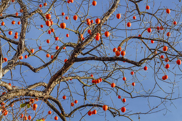 Hanging on a tree of persimmons. Tree without leaves with ripe persimmon fruit.