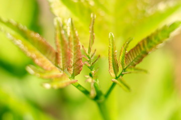 Take a close-up of the leaf with a beautiful background.