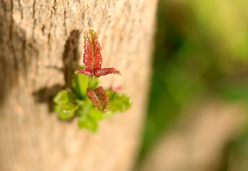 Take a close-up of the leaf with a beautiful background.