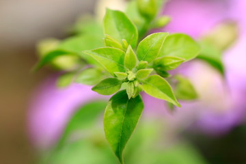 Take a close-up of the leaf with a beautiful background.