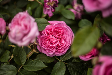 Roses from Hampton Court Castle England