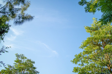 Green foliage background cloudy sky