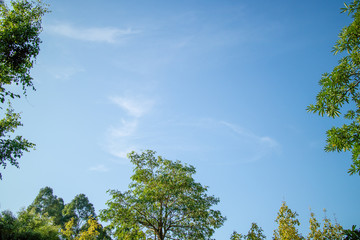 Green foliage background cloudy sky