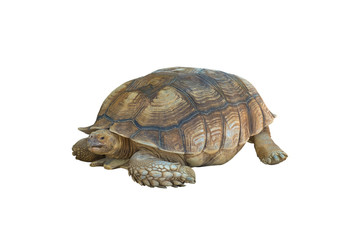 Big turtle isolated on white background, clipping path.